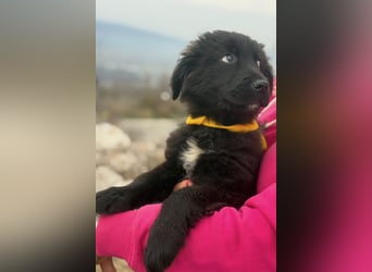 Momo sucht ein liebevolles Zuhause (80997 München)