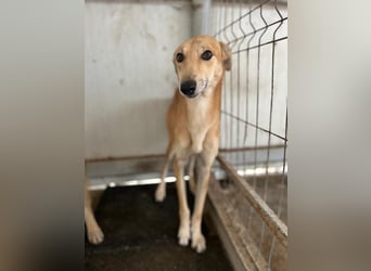 TOFU sucht ein Zuhause