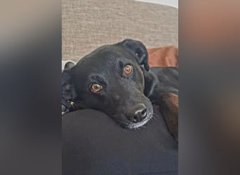 August - Großes Herz sucht Familie für ein dauerhaftes Happy End! (78166 Donaueschingen)