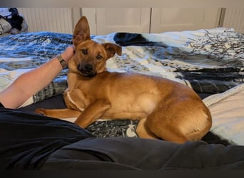 Joschi – ein Freund fürs Leben