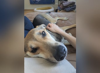 Trusky - sensibler Jungspund sucht Sicherheit (83098 Brannenburg)