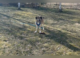 Rey wünscht sich eine eigene Familie (15938 Drahnsdorf)