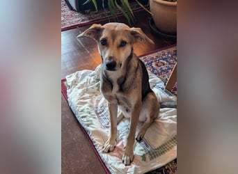 Trusky - sensibler Jungspund sucht Sicherheit (83098 Brannenburg)