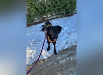 Blacky - Das Glück zum Greifen nah (15938 Drahnsdorf)