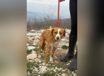 Chilli - heißer Typ sucht ein Zuhause (71149 Bondorf)