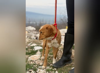 Chilli - heißer Typ sucht ein Zuhause (71149 Bondorf)