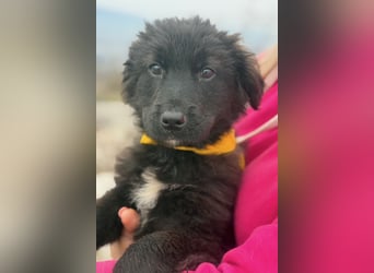 Momo sucht ein liebevolles Zuhause (80997 München)