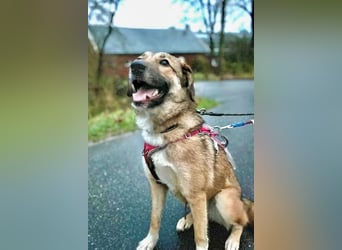 Rey wünscht sich eine eigene Familie (15938 Drahnsdorf)