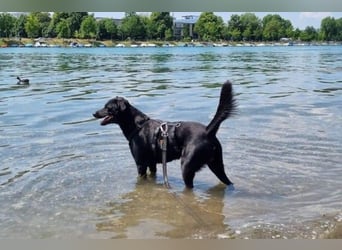 August - Großes Herz sucht Familie für ein dauerhaftes Happy End! (78166 Donaueschingen)