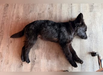 Robbie wünscht sich sein eigenes Körbchen (53498 Bad Breisig)