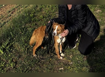 Chilli - heißer Typ sucht ein Zuhause (71149 Bondorf)