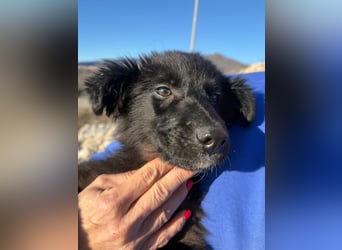 Robbie wünscht sich sein eigenes Körbchen (53498 Bad Breisig)