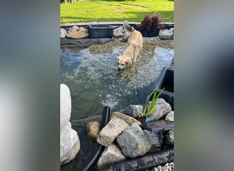 Luna möchte Teil deiner Familie werden (84152 Mengkofen)