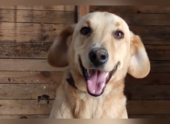 Charlie - Wer nimmt sich Zeit, ihn kennenzulernen? (07806 Weira)