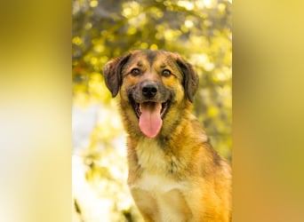 Rey wünscht sich eine eigene Familie (15938 Drahnsdorf)