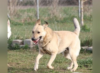 Lucky sehnt sich nach einem Für-immer-Zuhause (84152 Mengkofen)