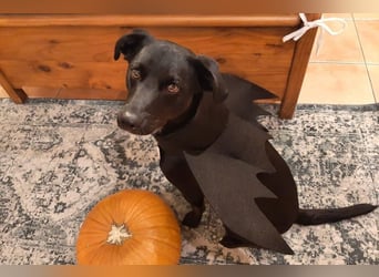 August - Großes Herz sucht Familie für ein dauerhaftes Happy End! (78166 Donaueschingen)