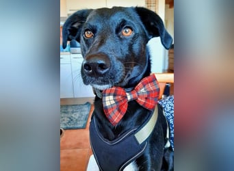 August - Großes Herz sucht Familie für ein dauerhaftes Happy End! (78166 Donaueschingen)