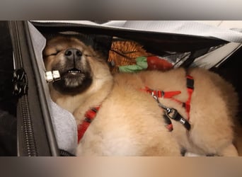 Luna möchte Teil deiner Familie werden (84152 Mengkofen)