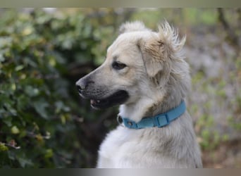 Luna möchte Teil deiner Familie werden (84152 Mengkofen)