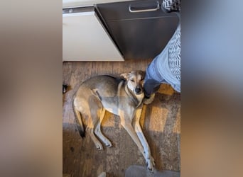 Trusky - sensibler Jungspund sucht Sicherheit (83098 Brannenburg)