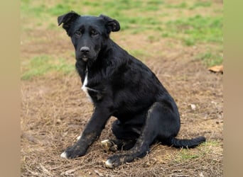 Unsere süße Chanel wartet auf ihre eigene Familie!