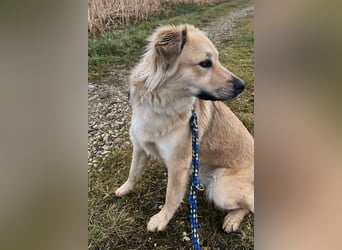 Luna möchte Teil deiner Familie werden (84152 Mengkofen)