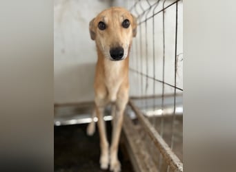 TOFU sucht ein Zuhause