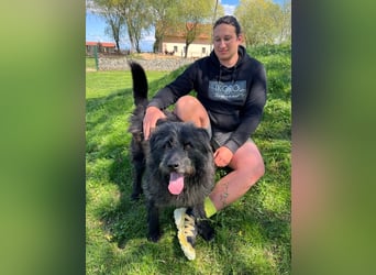 Anton - fröhlicher Wuschel sucht liebevolle Familie