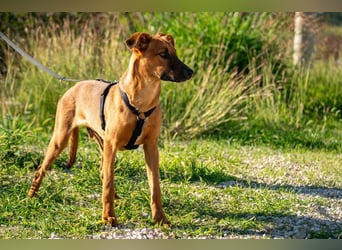 Joschi – ein Freund fürs Leben