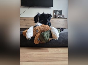 Rolli - 5 Monate, verspielt, menschenbezogen