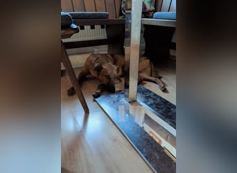 Joschi – ein Freund fürs Leben