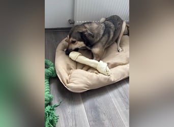 Ahri wünscht sich eine Familie für immer (51145 Köln)