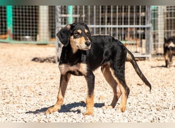 Franzl möchte euer Familienhund werden (85614 Kirchseeon-Eglharting)