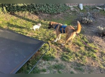 Rey wünscht sich eine eigene Familie (15938 Drahnsdorf)