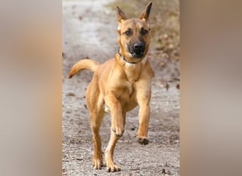 Maddox sucht Menschen, die ihm die Welt zeigen (73630 Remshalden)