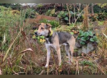 Trusky - sensibler Jungspund sucht Sicherheit (83098 Brannenburg)