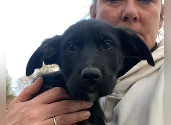 Unsere süße Chanel wartet auf ihre eigene Familie!