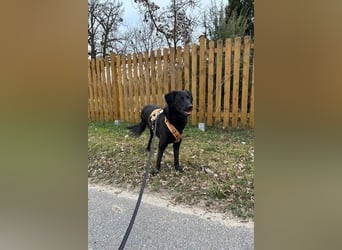 Blacky - Das Glück zum Greifen nah (15938 Drahnsdorf)