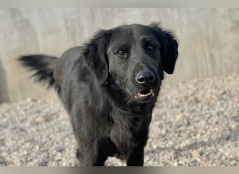 Blacky - Das Glück zum Greifen nah (15938 Drahnsdorf)