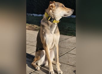 Trusky - sensibler Jungspund sucht Sicherheit (83098 Brannenburg)