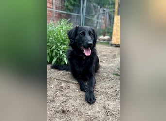 Blacky - Das Glück zum Greifen nah (15938 Drahnsdorf)