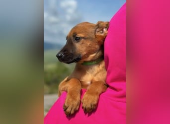 Joschi – ein Freund fürs Leben