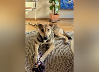 Trusky - sensibler Jungspund sucht Sicherheit (83098 Brannenburg)