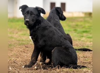 Unsere süße Chanel wartet auf ihre eigene Familie!