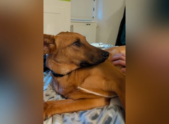 Joschi – ein Freund fürs Leben