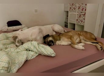 Rey wünscht sich eine eigene Familie (15938 Drahnsdorf)