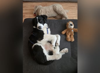 Rolli - 5 Monate, verspielt, menschenbezogen