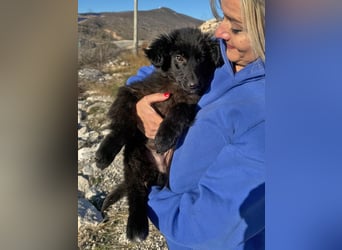 Robbie wünscht sich sein eigenes Körbchen (53498 Bad Breisig)