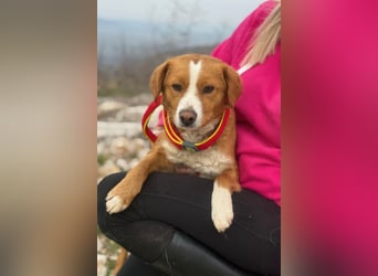 Chilli - heißer Typ sucht ein Zuhause (71149 Bondorf)